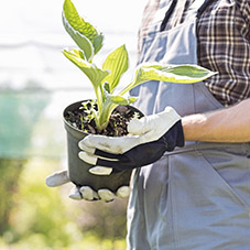 Planting Gloves